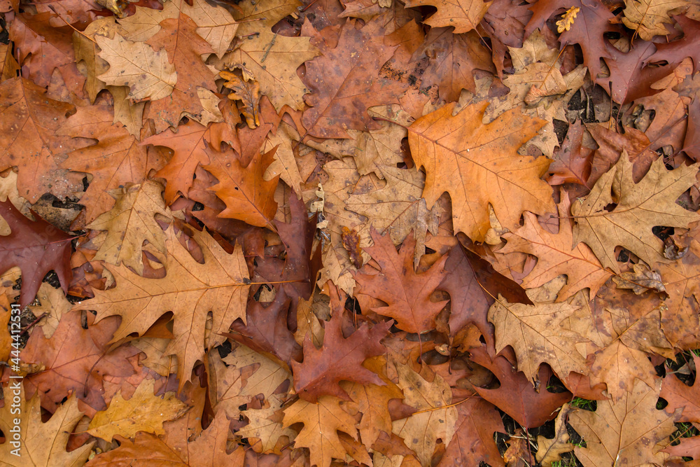 Autumnal fallen leaves