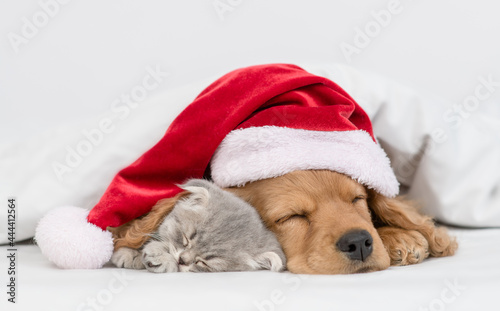 English Cocker Spaniel puppy wearing red santa hat hugs kitten under warm blanket on a bed at home. Pets sleeps together