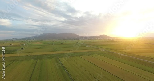 aerial images of rice fields