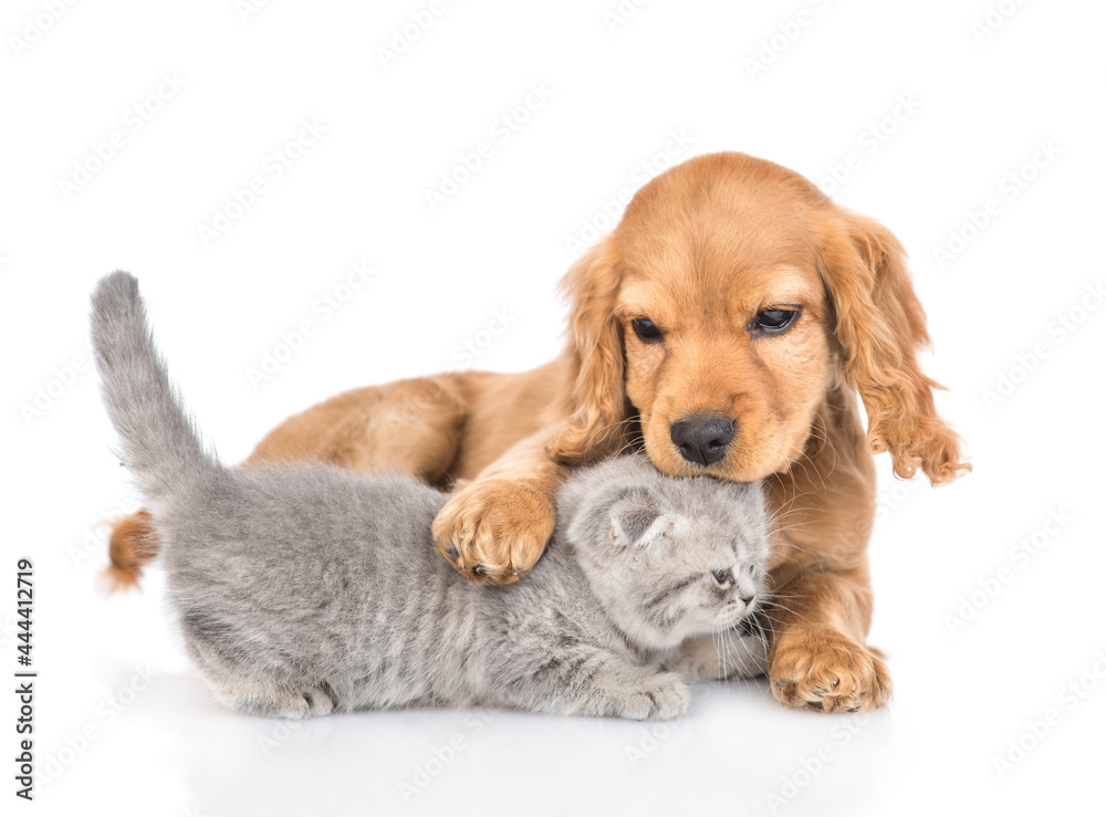 Playful English Cocker Spaniel puppy hugs and kisses  gray tiny kitten. isolated on white background
