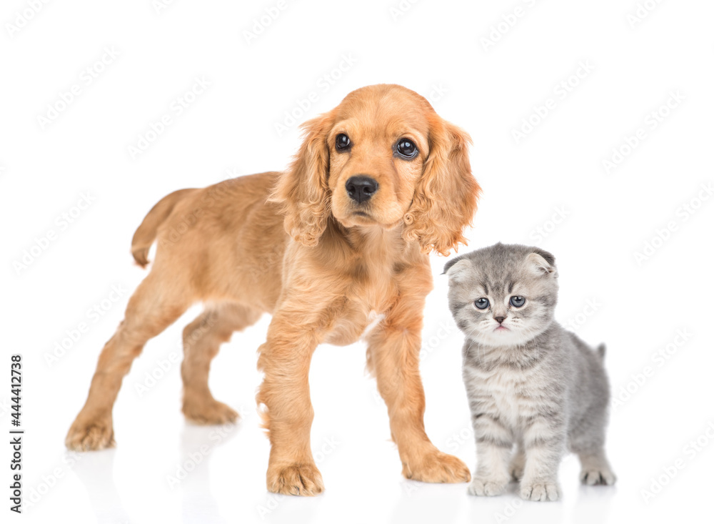 English Cocker Spaniel puppy dog and kitten stand and look at camera together. isolated on white background