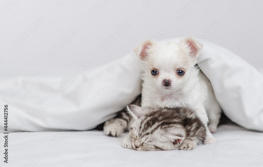 White Chihuahua puppy hugs tiny tabby kitten. Pets sleep together under white warm blanket on a bed at home. Empty space for text