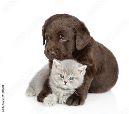Chocolate Labrador Retriever puppy hugs cute kitten. isolated on white background