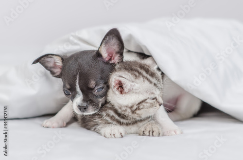 Chihuahua puppy hugs tabby kitten under white warm blanket on a bed at home