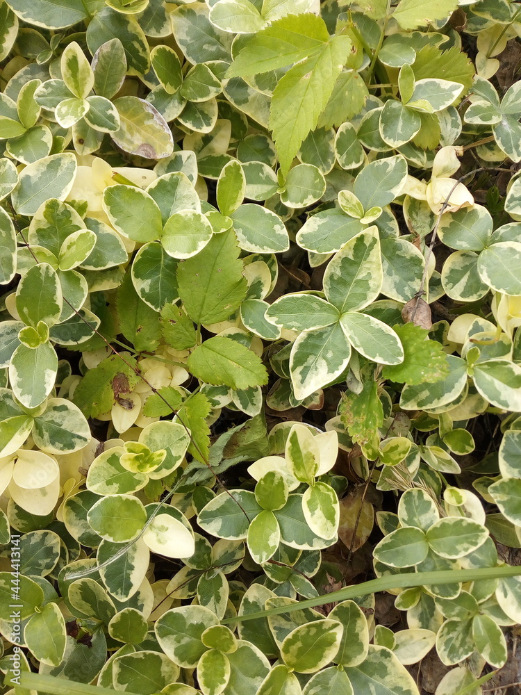 Euonymus fortunei Emerald Gaiety background Euonymus fortunei Emerald Gaiety background