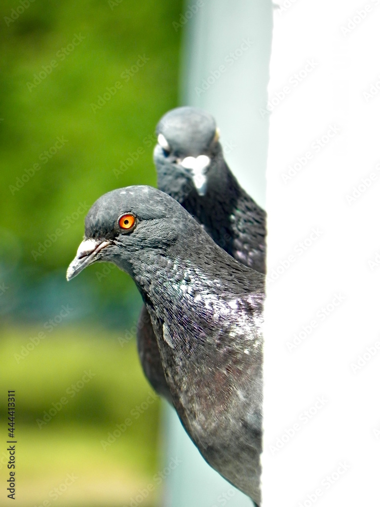 Obraz premium City pigeons (Columba livia forma urbana)