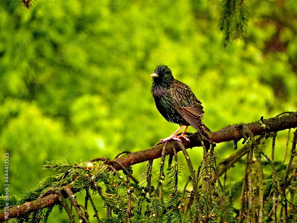 Starling (Sturnus vulgaris) Starling (Sturnus vulgaris)