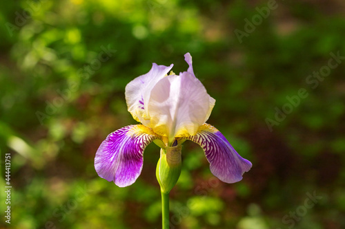 Beautiful purple and yellow Iris flower on blurred green natural background. Bearded iris concept. Close up. Selective soft focus. Shallow depth of field. Text copy space.