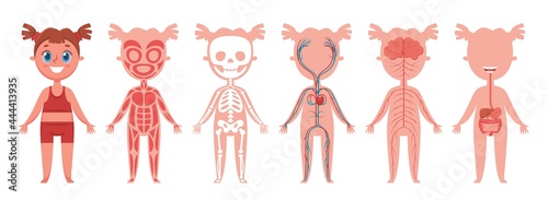 Girl body systems. Human anatomy skeleton, muscles, nerves, heart and veins, digestive organs. Educational vector infographic for kids. Female character bones, internal physiology elements