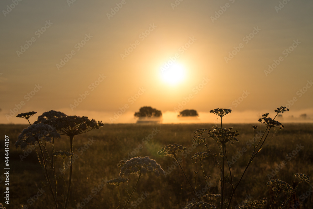 Golden sunrise on the horizon line over a wide meadow on an early summer foggy morning. Concept-natural background and Soft focus and space for copying
