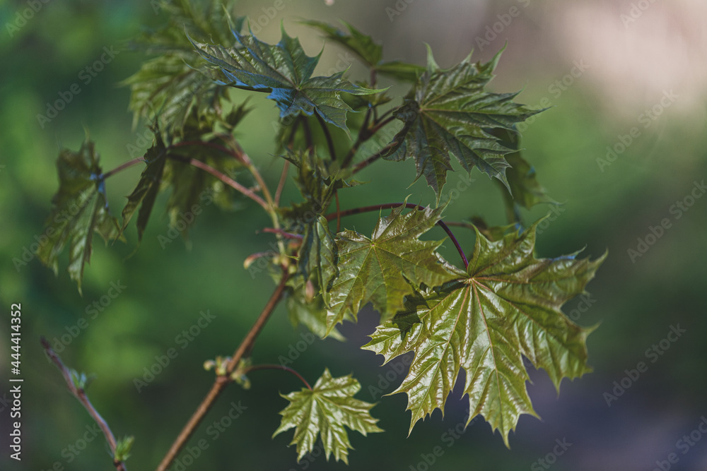 Tree branch with dark red leaves, Acer platanoides, the Norway maple Crimson King. Red Maple acutifoliate Crimson King, young plant with green background. Spring background Tree branch with dark red leaves, Acer platanoides, the Norway maple Crimson King. Red Maple acutifoliate Crimson King, young plant with green background. Spring background