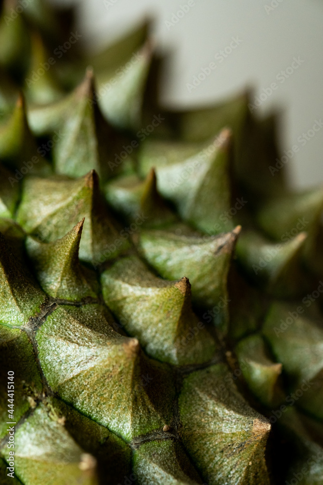 Closeup spike of durian the king of tropical fruits. thorn textures.