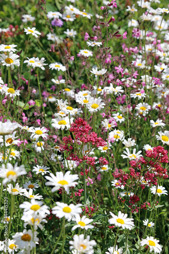 Flowers in a cottage garden border  Derbyshire England 