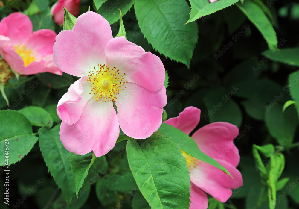 Pink Glaucous dog rose bloom, Derbyshire England
Pink Glaucous dog rose bloom, Derbyshire England