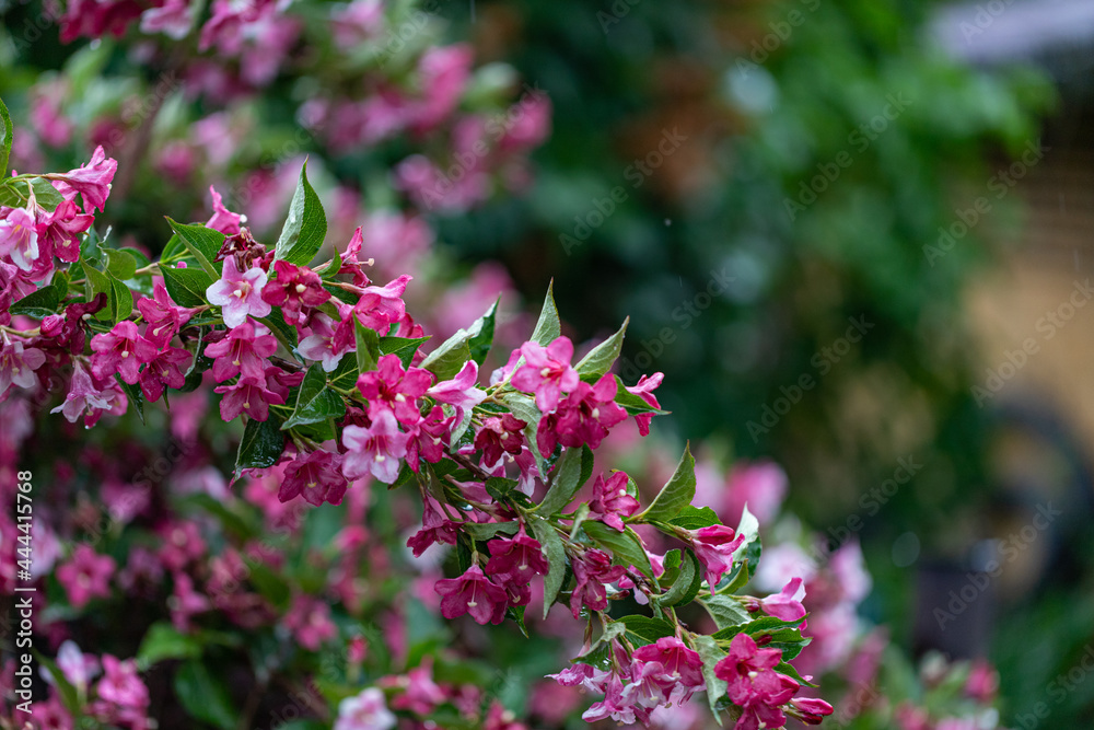 Weigela shrubs blooming pink. A beautiful spring garden. Weigela florida pink princess in latvian garden. Floral background. Weigela shrubs blooming pink. A beautiful spring garden. Weigela florida pink princess in latvian garden. Floral background.