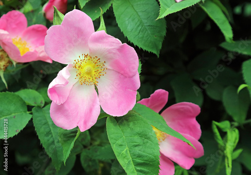 Pink Glaucous dog rose bloom  Derbyshire England 