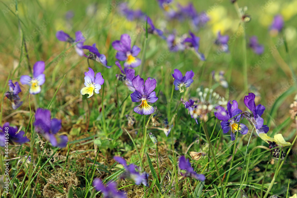 Close up of purple Mountain pansy flowers, Derbyshire England
Close up of purple Mountain pansy flowers, Derbyshire England
