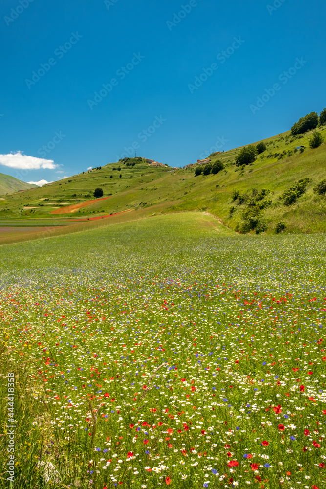 Blooming of lentil on Castelluccio di Norcia plain