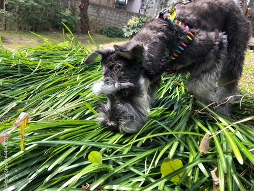 Wallpaper Mural ミニチュアシュナウザー Torontodigital.ca