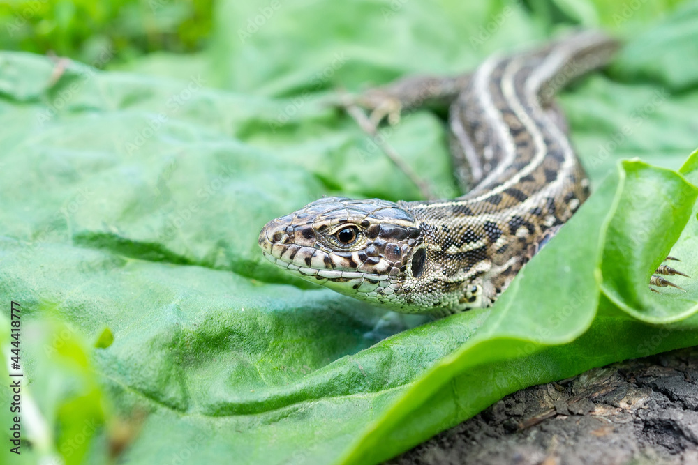 Naklejka premium lizard on the grass