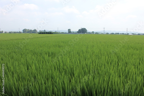 夏の田園風景 稲田