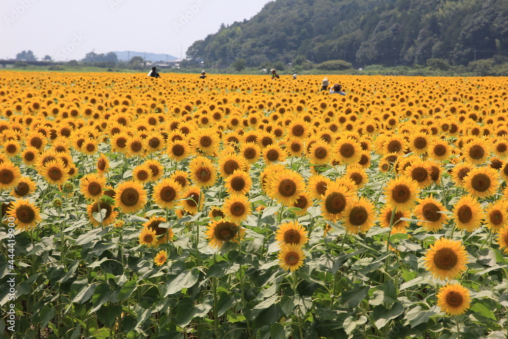 Obraz premium 栃木県益子町のひまわり畑