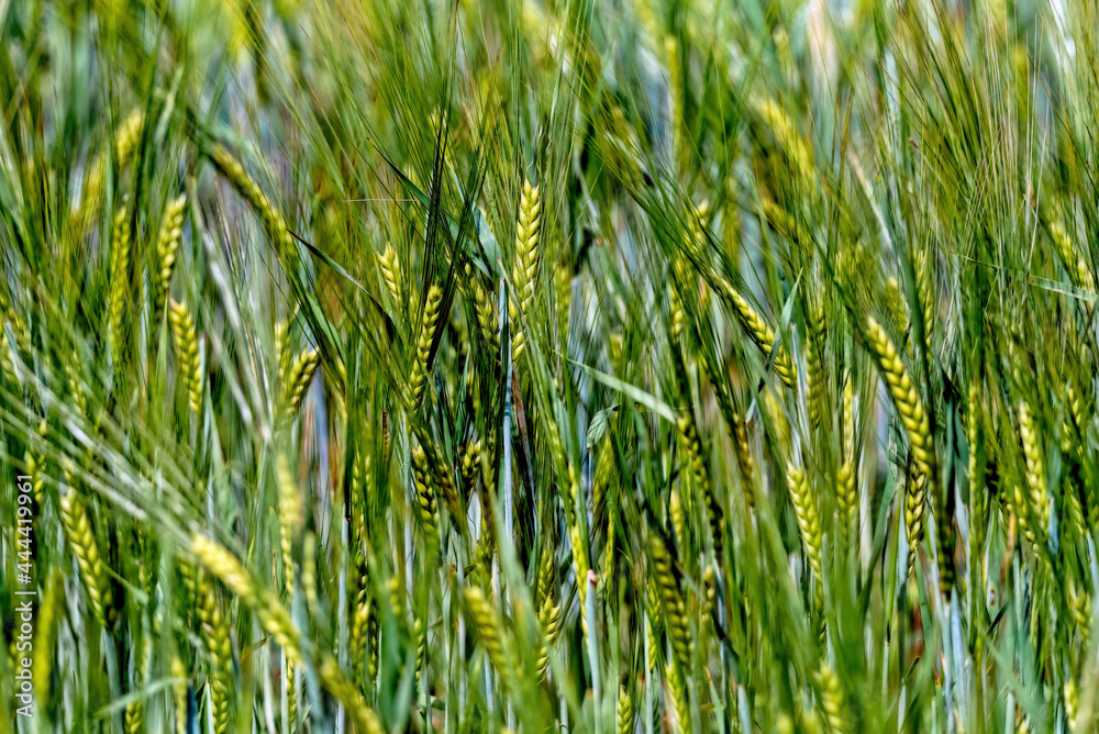 Fototapeta premium green wheat field