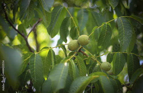 Close up of a walnut fruits