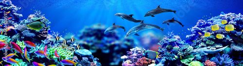 Background of dolphins swimming in beautiful coral reef with marine tropical fish
