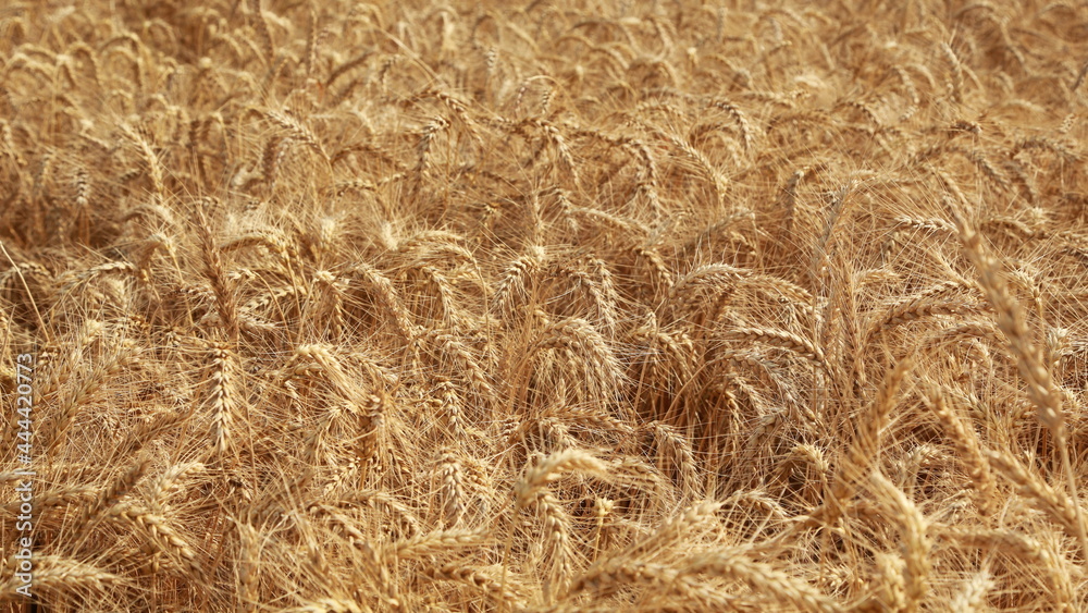 golden wheat field for harwesting golden wheat field for harwesting