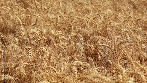 golden wheat field for harwesting photo