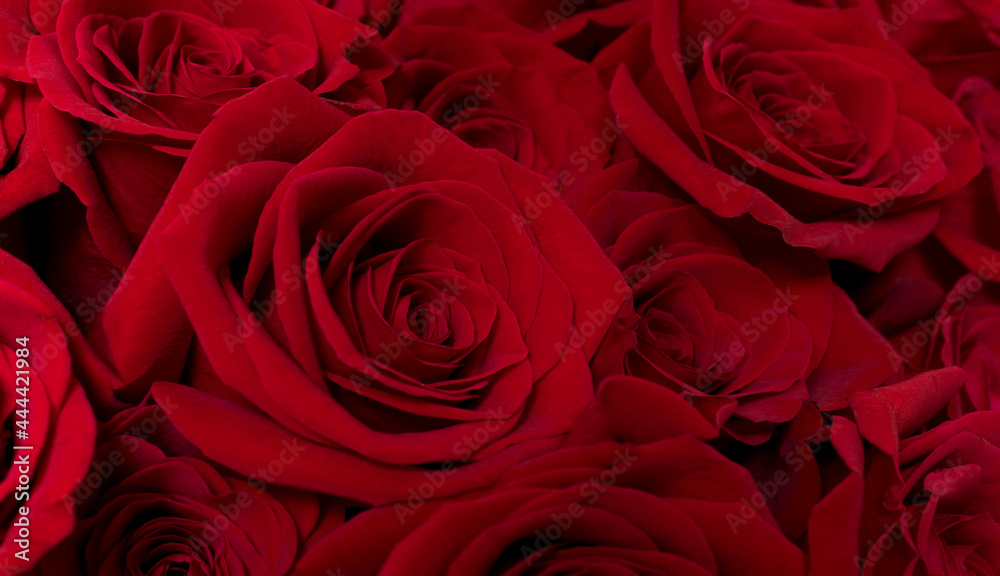 Banner Red Roses bouquet close up. greeting card Woman day concept. February 14 card, Valentine's day. Flower delivery. 8 March, International Happy Women's Day. Banner Red Roses bouquet close up. greeting card Woman day concept. February 14 card, Valentine's day. Flower delivery. 8 March, International Happy Women's Day.