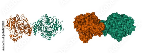 Foto Structure of human acetylcholinesterase, 3D cartoon Gaussian surface models, cha