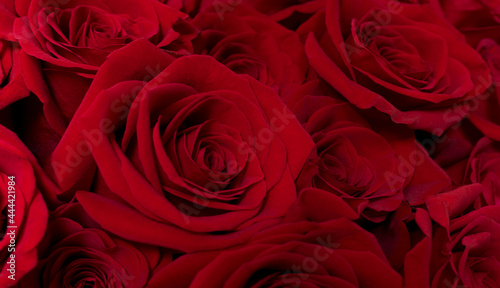 Banner Red Roses bouquet close up. greeting card Woman day concept. February 14 card, Valentine's day. Flower delivery. 8 March, International Happy Women's Day.