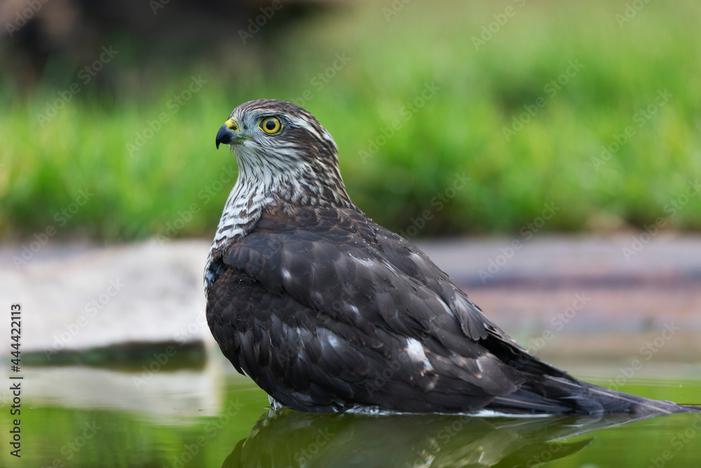 Obraz premium European Sparrowhawk Accipiter nisus in close view