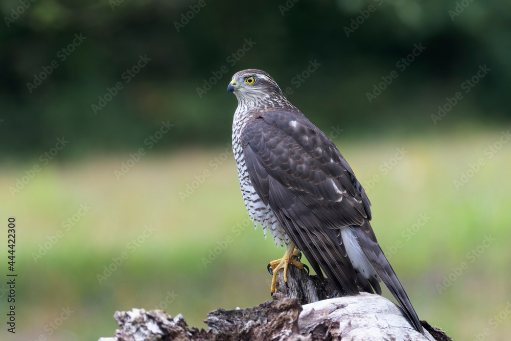 European Sparrowhawk Accipiter nisus in close view European Sparrowhawk Accipiter nisus in close view