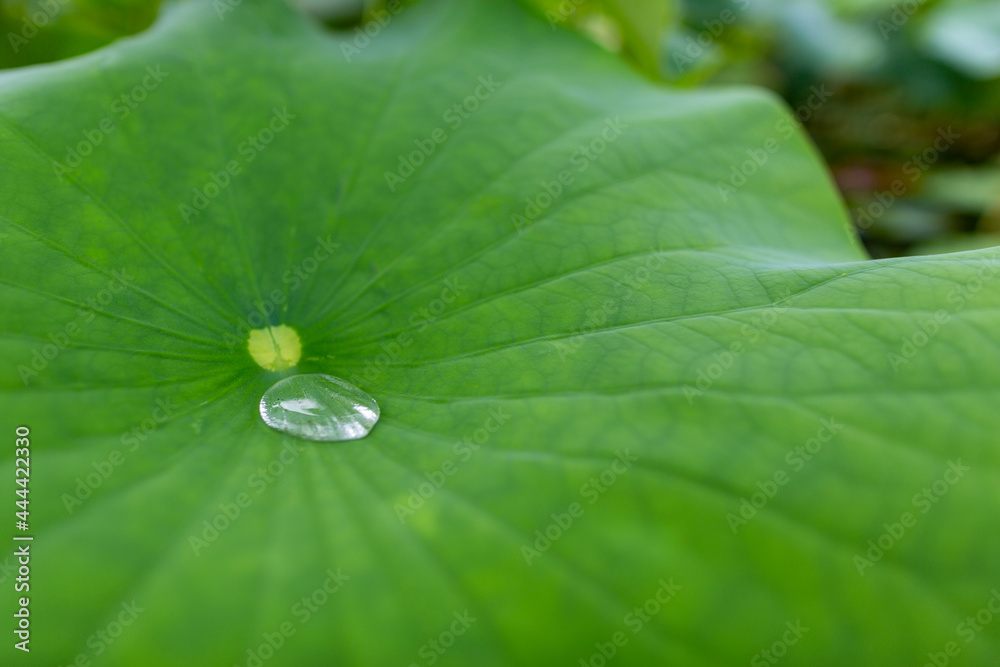蓮の花 蓮の花