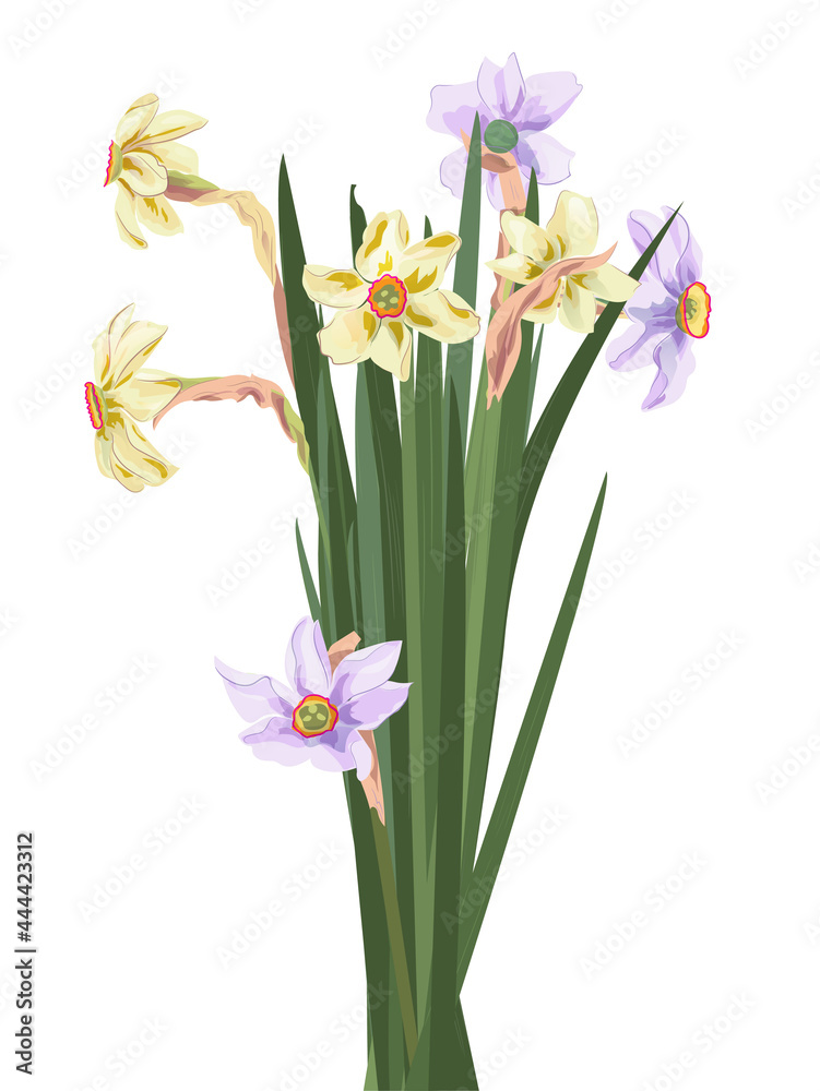 Bouquet daffodils (narcissus), white paperwhite flowers with green leaves. First spring blossom, symbol of Christmas. Digital illustration in watercolor style for wedding anniversary, vintage, vector
