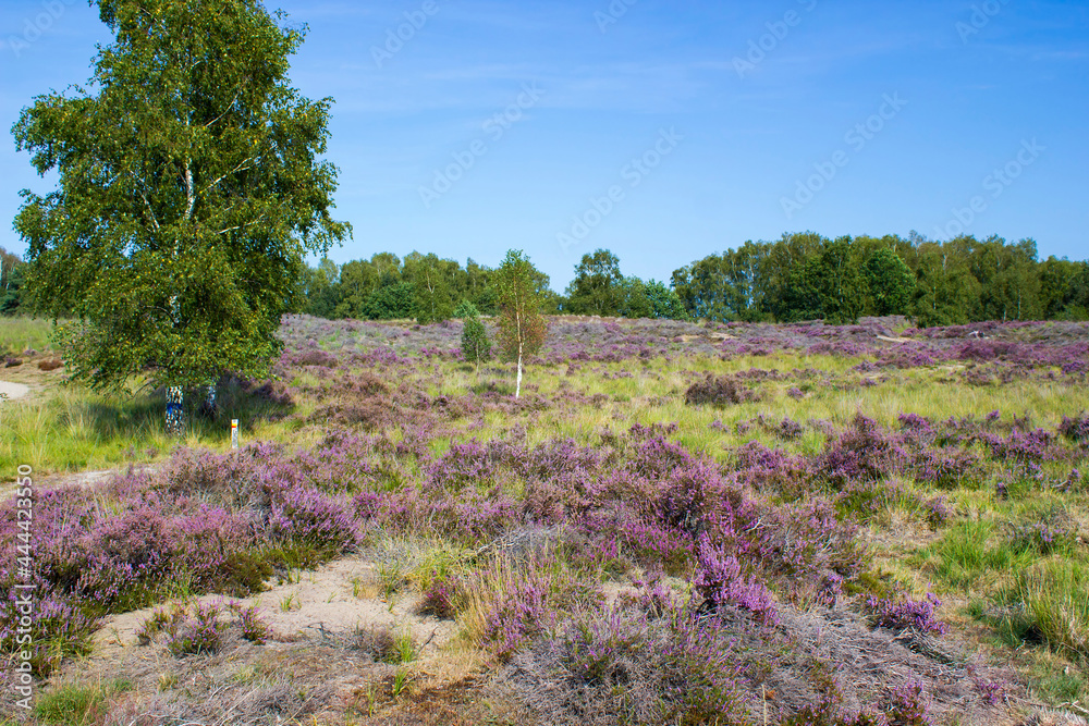 Heathland in National Park Maasduinen in the Netherlands