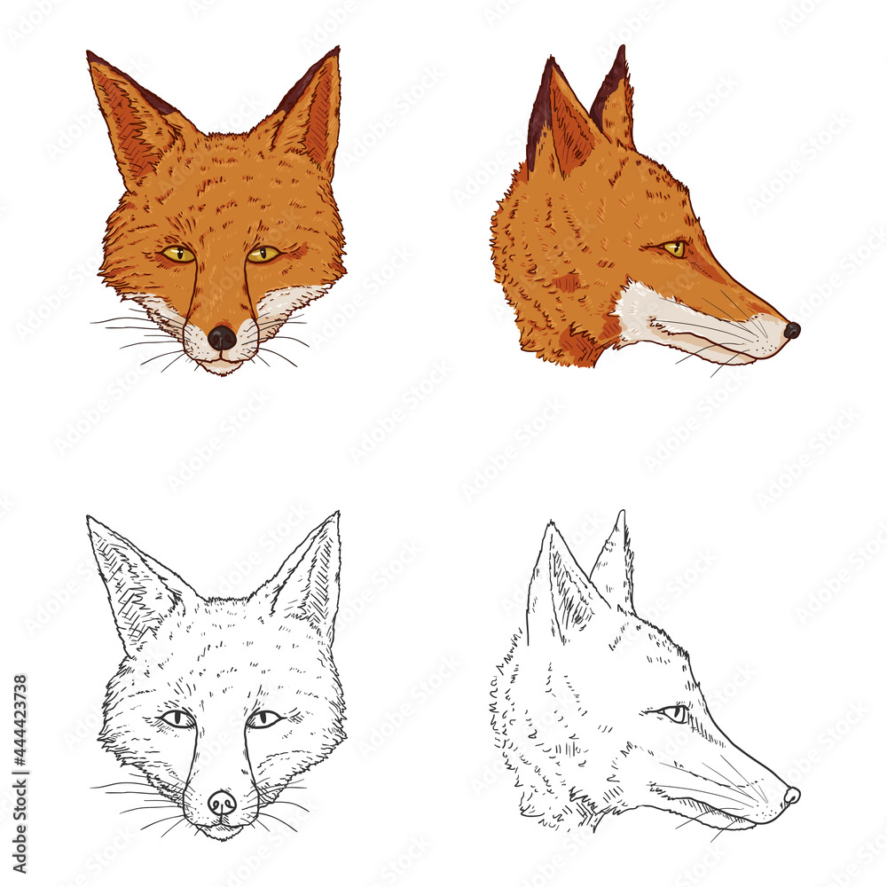 Vector Set of Cartoon and Sketch Illustrations of Fox Head Vector Set of Cartoon and Sketch Illustrations of Fox Head