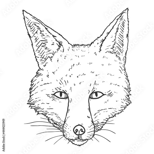 Fox Head. Vector Sketch Illustration.