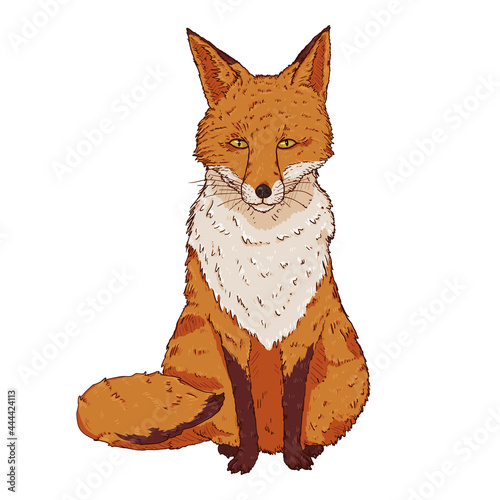 Sitting Fox. Front View. Vector Illustration.