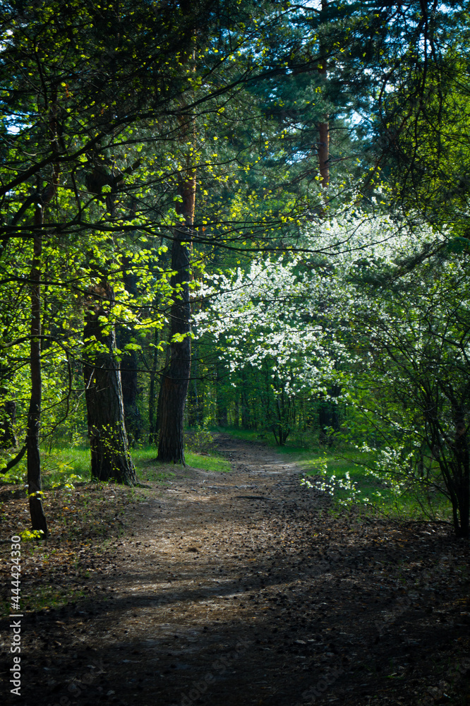 Fototapeta premium Footpath in the forest at the evening. Green spring walk in the forest