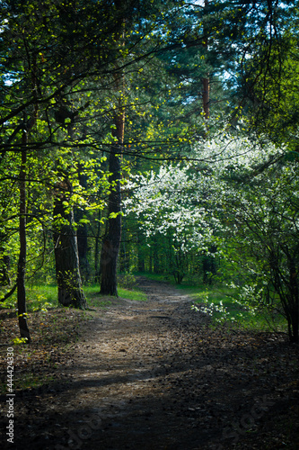 Footpath in the forest at the evening. Green spring walk in the forest