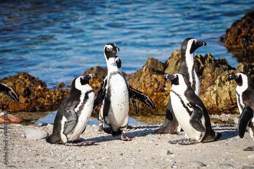African penguins (Spheniscus demersus) group on the beach in Cape Town South Africa