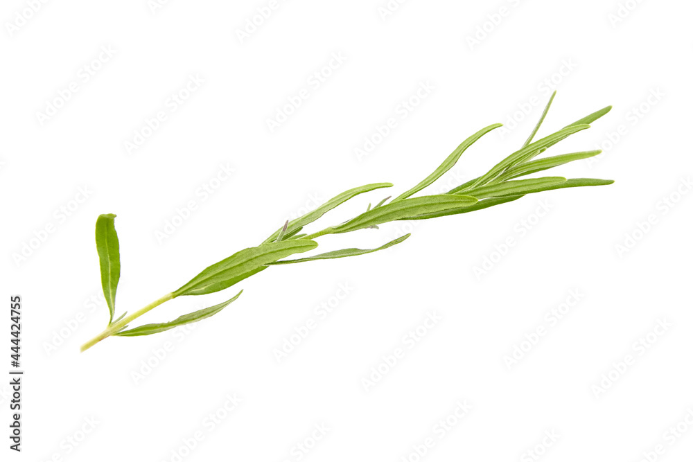 Lavender herb plant with green leaves isolated on white background Lavender herb plant with green leaves isolated on white background