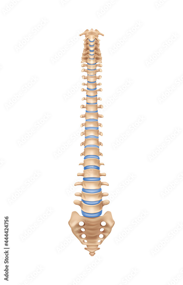 Spine Anatomy Illustration Spine Anatomy Illustration