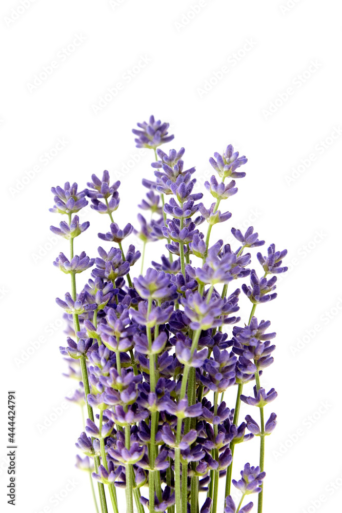 Obraz premium Bunch of purple lavender flowers isolated on white background