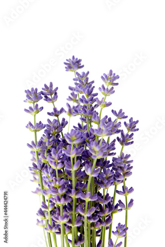 Bunch of purple lavender flowers isolated on white background