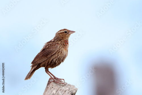 female of White-browed Meadowlark (Sturnella superciliaris) perched on a fence post